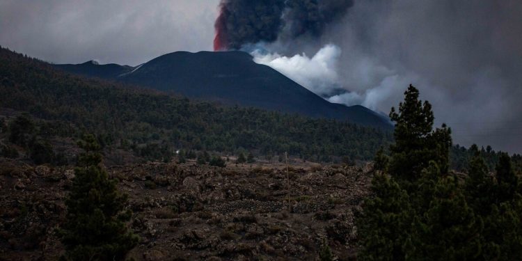 Volkan patlamasıyla kovanları küller altında kalan binlerce arı 50 gün hayatta kalmayı başardı