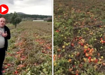 Çanakkaleli çiftçi Erdoğan’a seslendi: Sizi dinledik tarlayı ektik, batıyoruz!