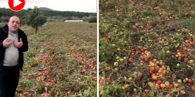 Çanakkaleli çiftçi Erdoğan’a seslendi: Sizi dinledik tarlayı ektik, batıyoruz!