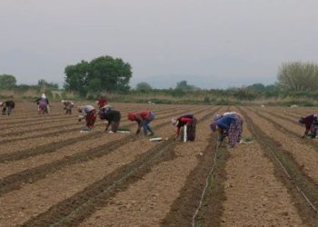 Çiftçi ve esnafta kriz: Sosyal güvenlik sisteminden gittikçe uzaklaşılıyor