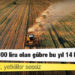 Çiftçi çaresiz, yetkililer sessiz: Geçen yıl 1800 lira olan gübre bu yıl 14 bin 700 lira