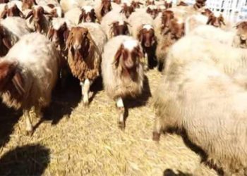 Çiftçiler isyan etti: Türkiye’de hayvancılık 20 yıl geriye gitti