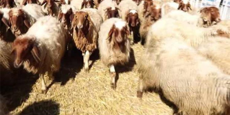 Çiftçiler isyan etti: Türkiye’de hayvancılık 20 yıl geriye gitti