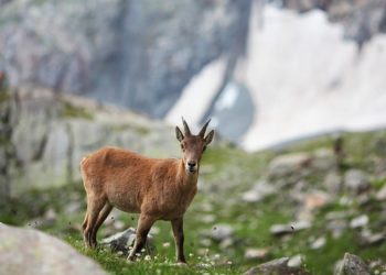 Ünlü: Canlıların öldürülmesini gelir kalemi olarak mı görüyorsunuz