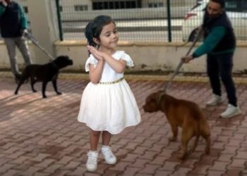 İki 'pitbull'un 4 yaşındaki çocuğa saldırmasının ardından 3 tutuklama