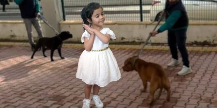 İki 'pitbull'un 4 yaşındaki çocuğa saldırmasının ardından 3 tutuklama