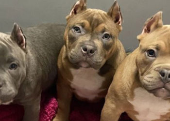 İngiltere'de sosyal medya trendi yüzünden köpeklerin kulakları kesiliyor