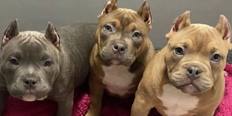 İngiltere'de sosyal medya trendi yüzünden köpeklerin kulakları kesiliyor