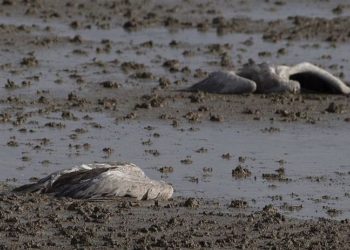 İsrail tarihindeki ‘en ölümcül vahşi yaşam felaketi’: 5 binden fazla turna öldü