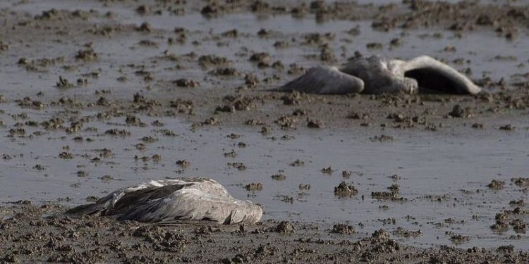 İsrail tarihindeki ‘en ölümcül vahşi yaşam felaketi’: 5 binden fazla turna öldü