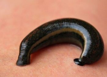 İstanbul Havalimanı'nda 4 bin canlı tıbbi sülük ele geçirildi