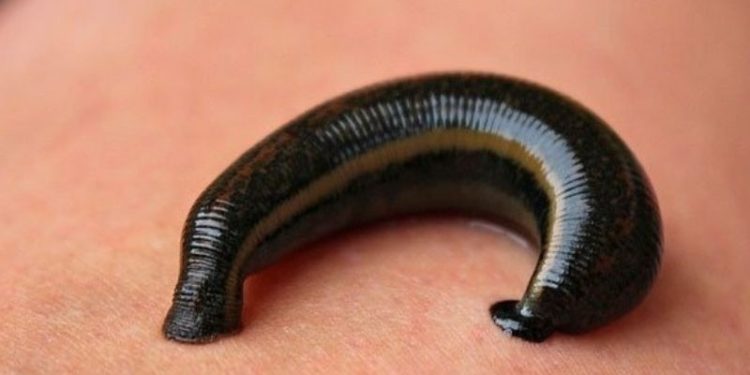 İstanbul Havalimanı'nda 4 bin canlı tıbbi sülük ele geçirildi