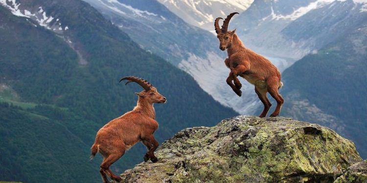 ‘Komünist başkan’ duyurdu: Av için yurtdışından gelenler Öğretmenevi’nde konaklıyor