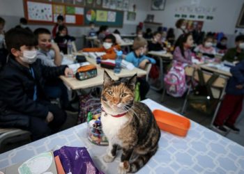 Okulun sahiplendiği kedi Karamel, öğrencileri derslerinde motive ediyor