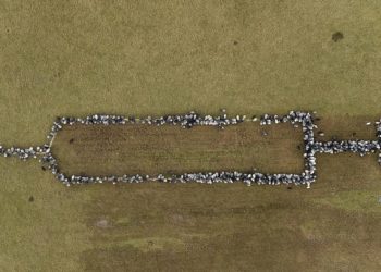 Almanya’da Covid-19 aşı kampanyasında kararsızlar koyunlarla ikna edilecek