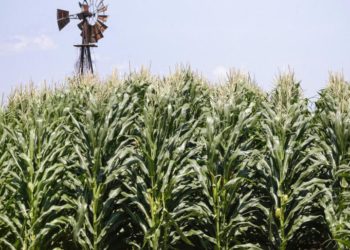 Gıda fiyatları küresel çapta son on yılın en yüksek seviyesini gördü