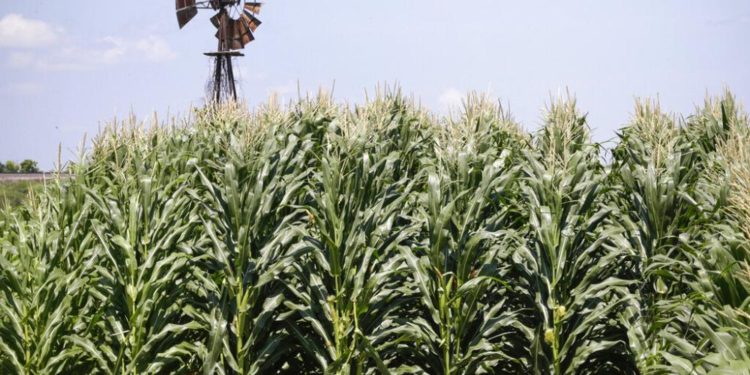 Gıda fiyatları küresel çapta son on yılın en yüksek seviyesini gördü