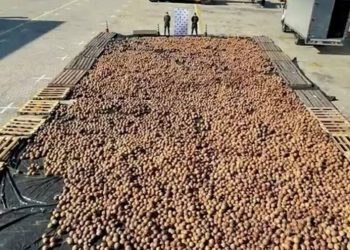 20 bine yakın Hindistan cevizine kokain zulalanmış