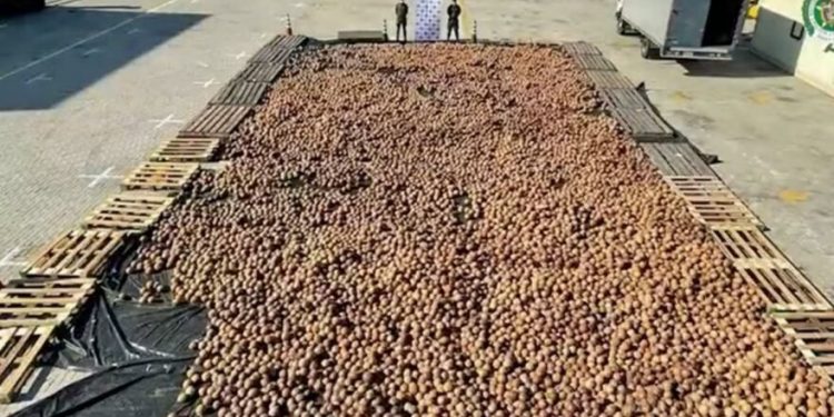 20 bine yakın Hindistan cevizine kokain zulalanmış