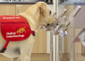 ABD'de okullarda koronayı tespit eden köpekler görev yapacak