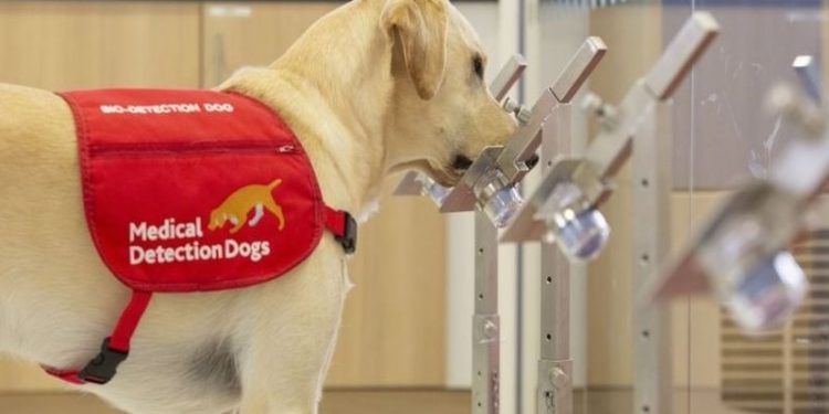 ABD'de okullarda koronayı tespit eden köpekler görev yapacak