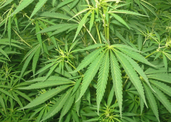 AKP, tıbbi kenevirin serbest olması için kanun teklifi sunacak