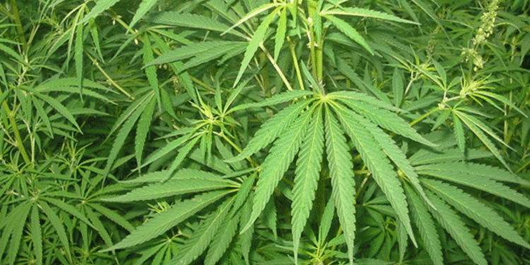 AKP, tıbbi kenevirin serbest olması için kanun teklifi sunacak