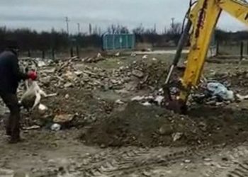 AKP’li belediyenin köpekleri zehirleyip iş makineleriyle gömdüğü iddia edildi