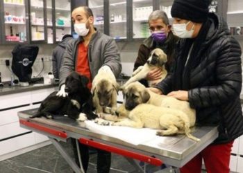 Ankara'da can &ccedil;ekişirken bulunan 9 sokak k&ouml;peğinden 4'&uuml; yaşamını yitirdi!