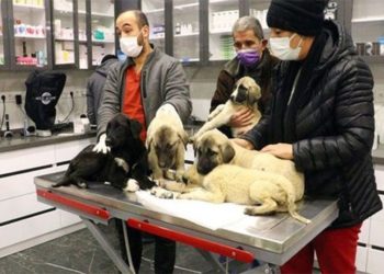 Ankara'da zehirlenmiş şekilde bulunan 9 sokak köpeğinden 4'ü yaşamını yitirdi