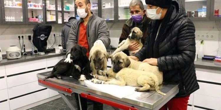 Ankara'da zehirlenmiş şekilde bulunan 9 sokak köpeğinden 4'ü yaşamını yitirdi