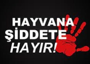 Aracının içinden ateş ederek bir köpeği vuran zanlı yakalandı