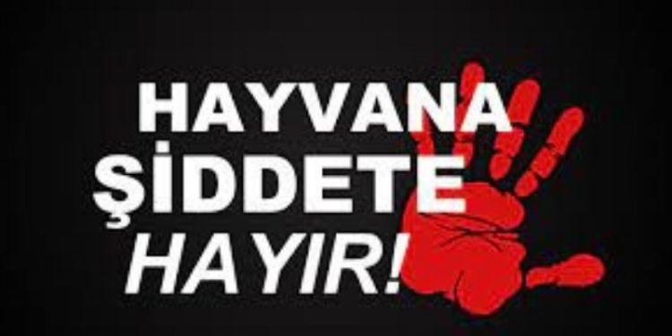 Aracının içinden ateş ederek bir köpeği vuran zanlı yakalandı