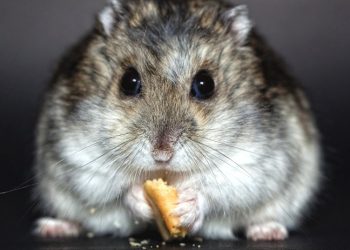 Araştırma: Covid-19 hamsterlardan insanlara bulaşabiliyor