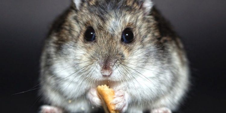Araştırma: Covid-19 hamsterlardan insanlara bulaşabiliyor