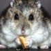 Araştırma: Covid-19 hamsterlardan insanlara bulaşabiliyor