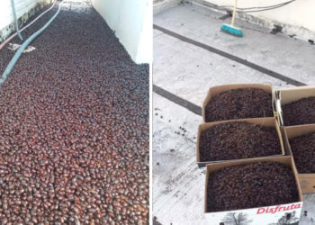 Arjantin’de 4 kentte gergedan böceği istilası