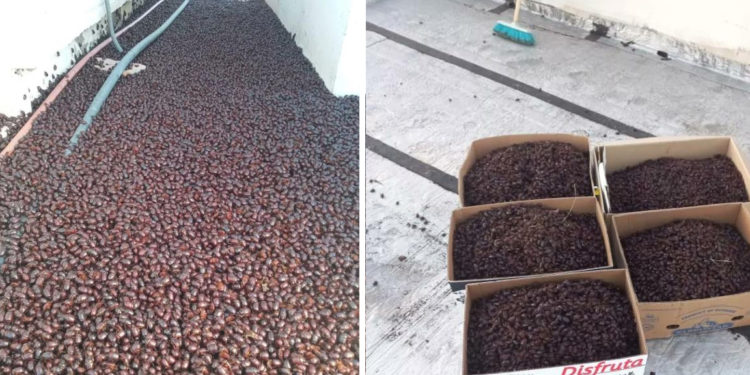 Arjantin’de 4 kentte gergedan böceği istilası