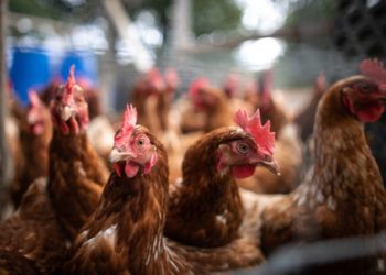 Avrupa’da kuş gribi alarmı