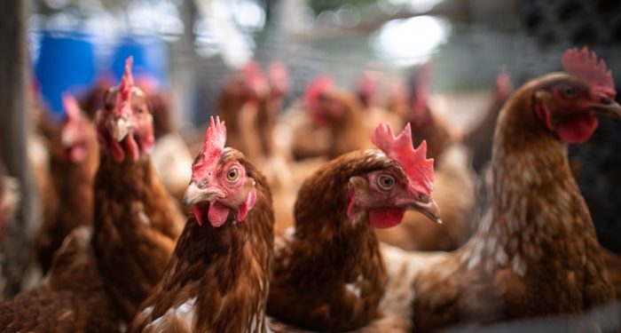 Avrupa’da kuş gribi alarmı