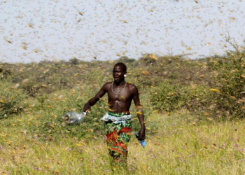 BM: Somali'de kuraklık 1 milyondan fazla kişinin göç etmesine sebep olabilir