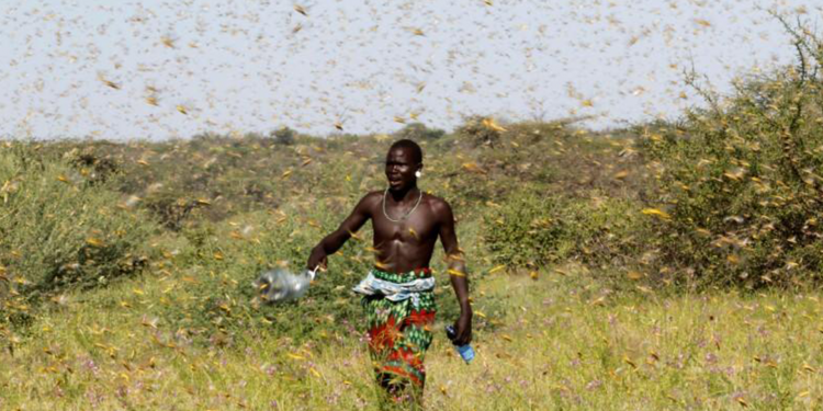 BM: Somali'de kuraklık 1 milyondan fazla kişinin göç etmesine sebep olabilir