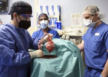Bir ilk: Domuzdan insana kalp nakli yapıldı, hastanın durumu iyi