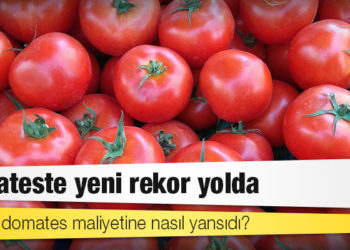CHP’li vekil hesapladı: Zamlar domates maliyetine nasıl yansıdı?