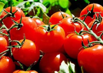 Domateste yeni rekor yolda: Maliyet yükseldi, fiyat artacak