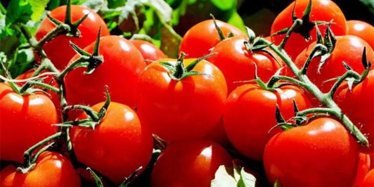 Domateste yeni rekor yolda: Maliyet yükseldi, fiyat artacak