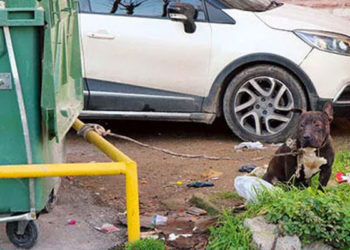 Dövüştürülen bir pitbull, İstanbul'da bir çöp konteynerine bağlanarak ölüme terk edildi