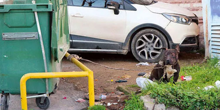 Dövüştürülen bir pitbull, İstanbul'da bir çöp konteynerine bağlanarak ölüme terk edildi