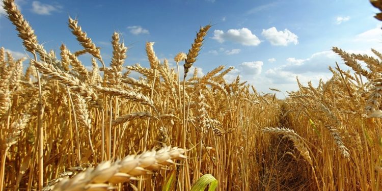 Ekmeklik buğdaya yüzde 23, arpaya yüzde 24 zam