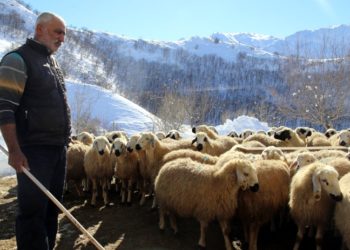 Ekonomik kriz, 20 yıl sonra köyüne dönen Dersimliyi de vurdu